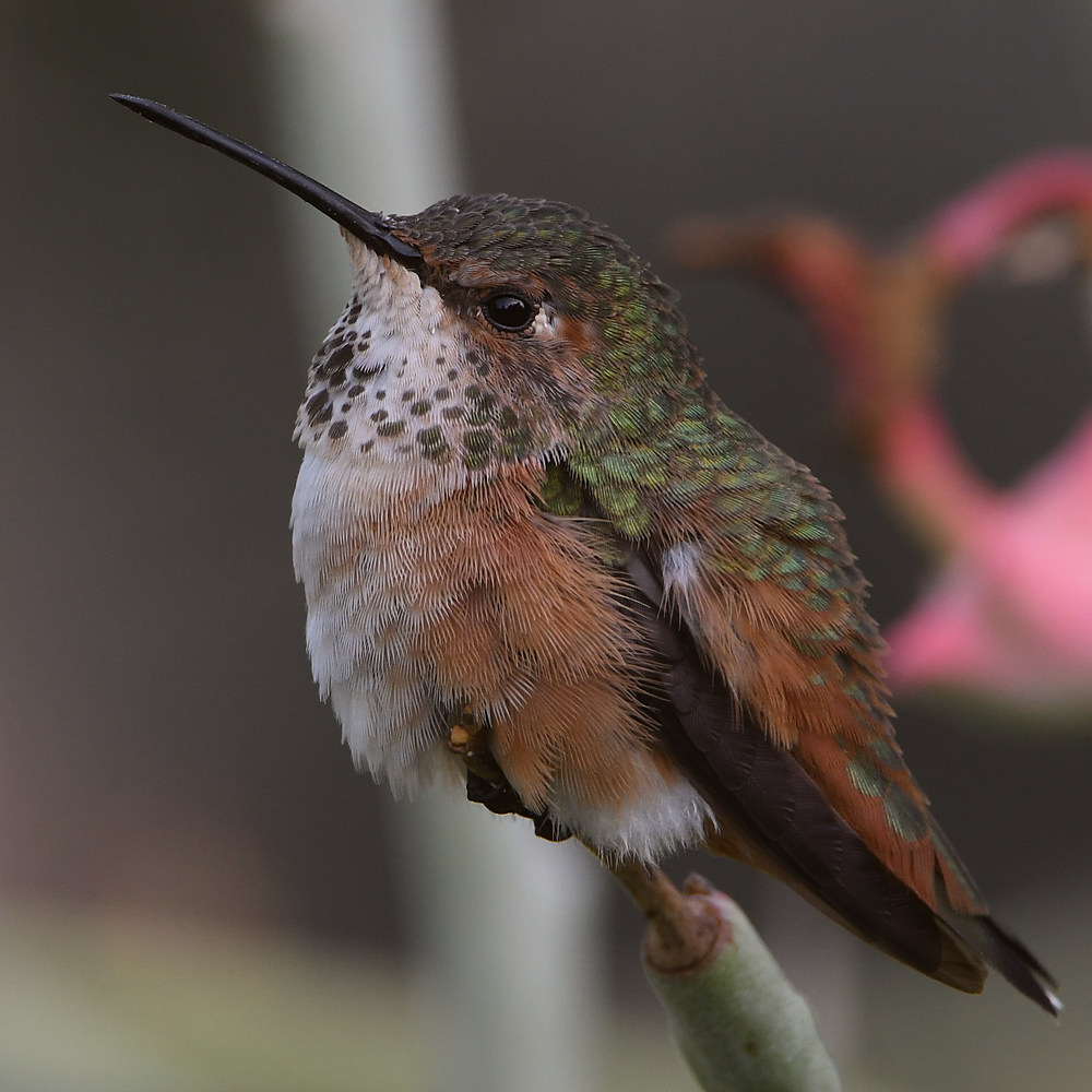 Hummer37.jpg