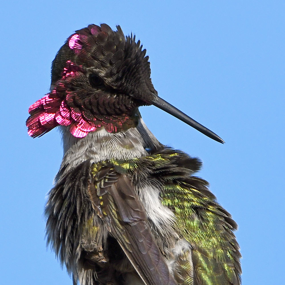 Hummer37.jpg
