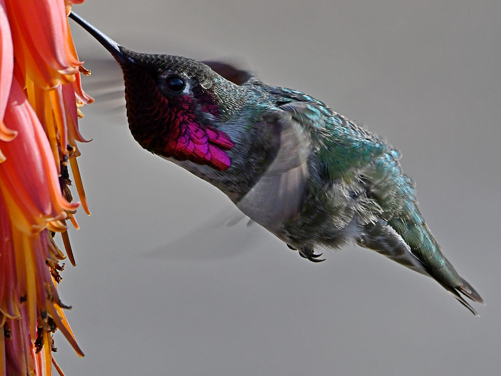 Hummer37.jpg