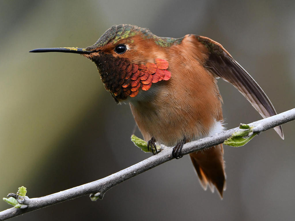 Hummer37.jpg
