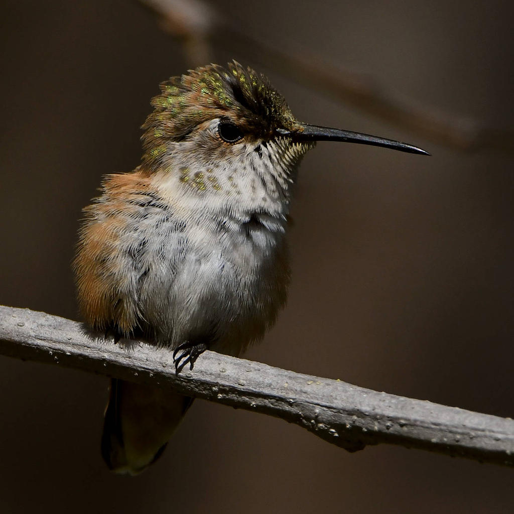 Hummer37.jpg