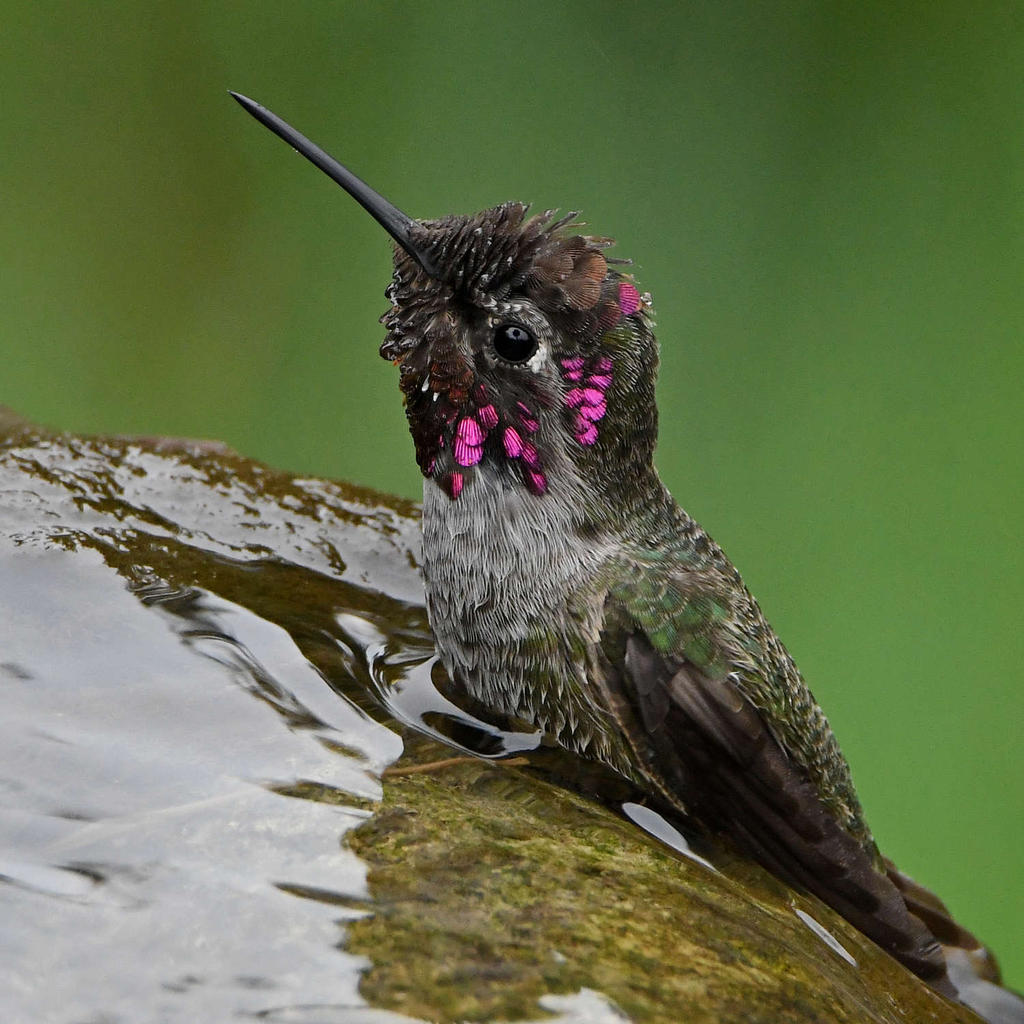 Hummer37.jpg