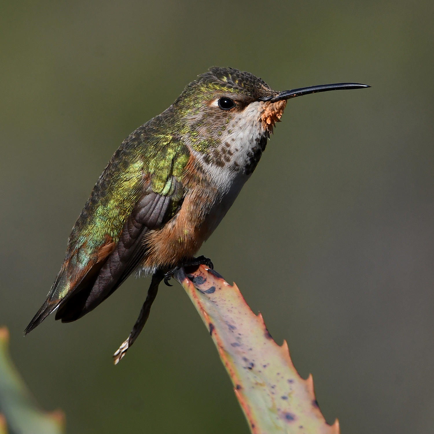 Hummer37.jpg