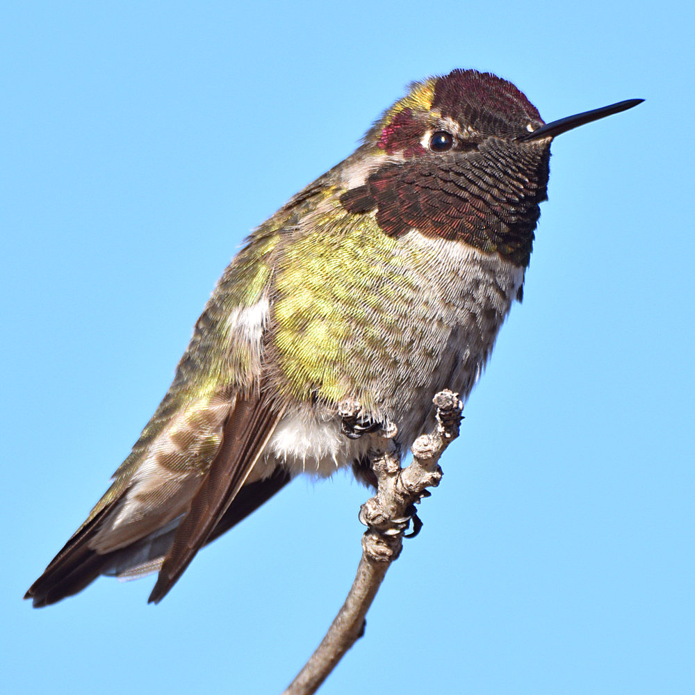Hummer38.jpg