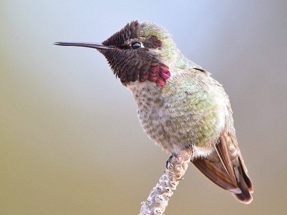 Hummer38.jpg