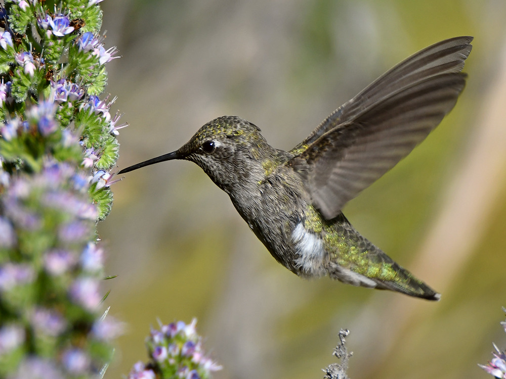 Hummer38.jpg