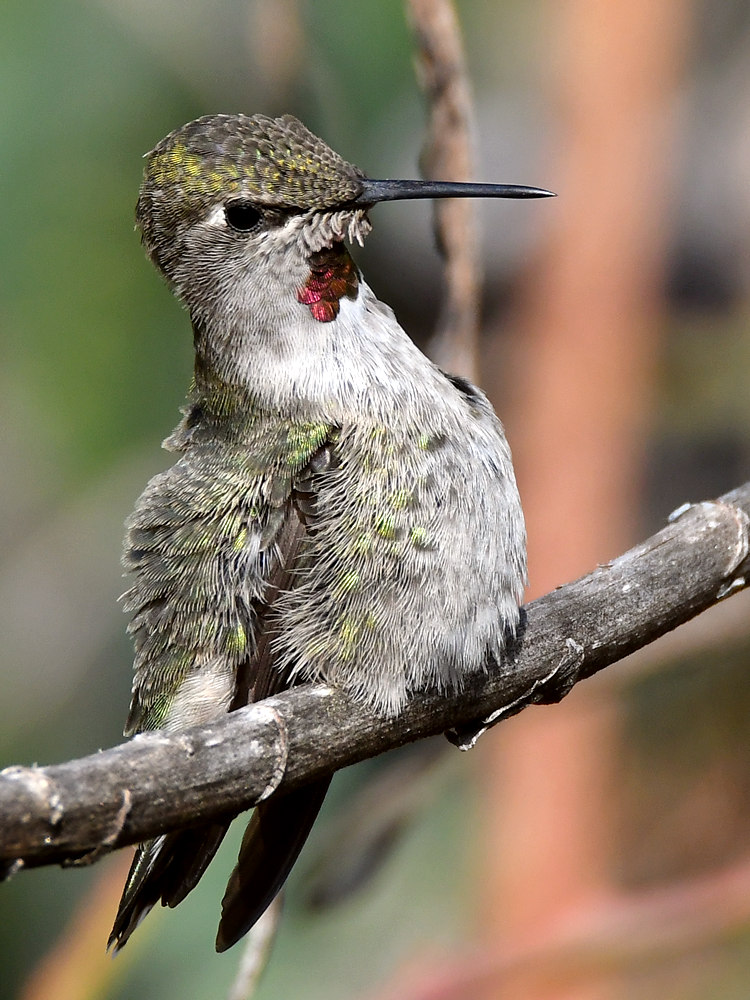 Hummer38.jpg