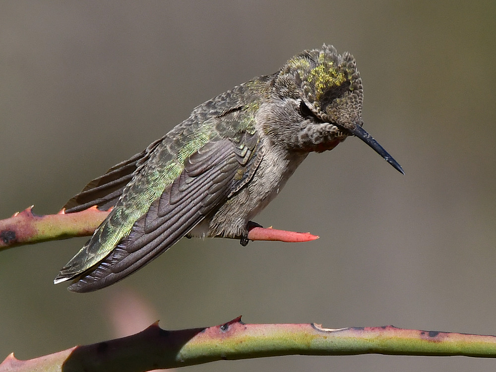 Hummer38.jpg