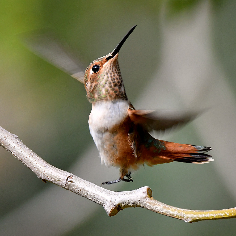 Hummer38.jpg