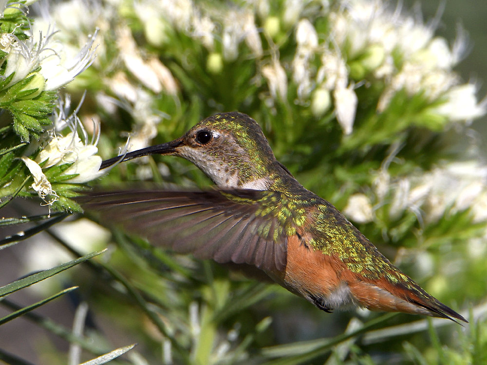 Hummer38.jpg
