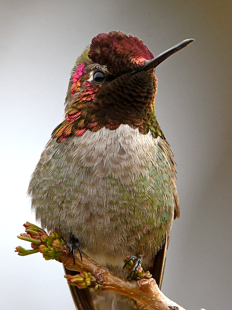 Hummer38.jpg