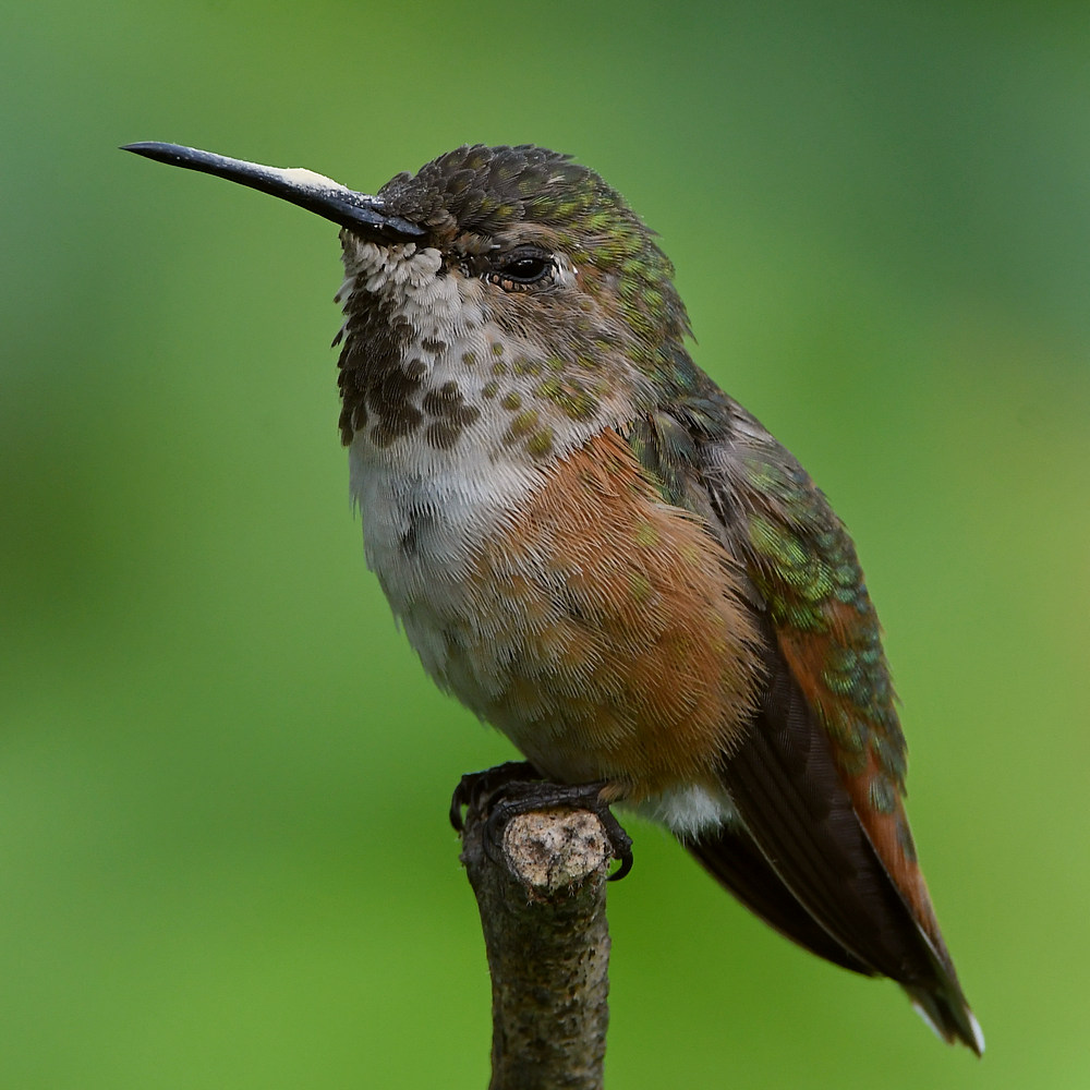 Hummer38.jpg