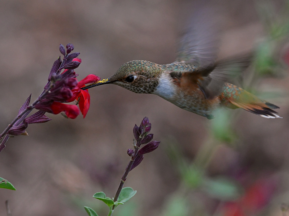 Hummer38.jpg