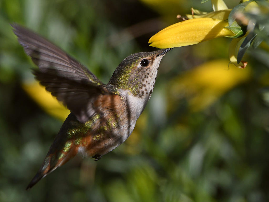 Hummer38.jpg