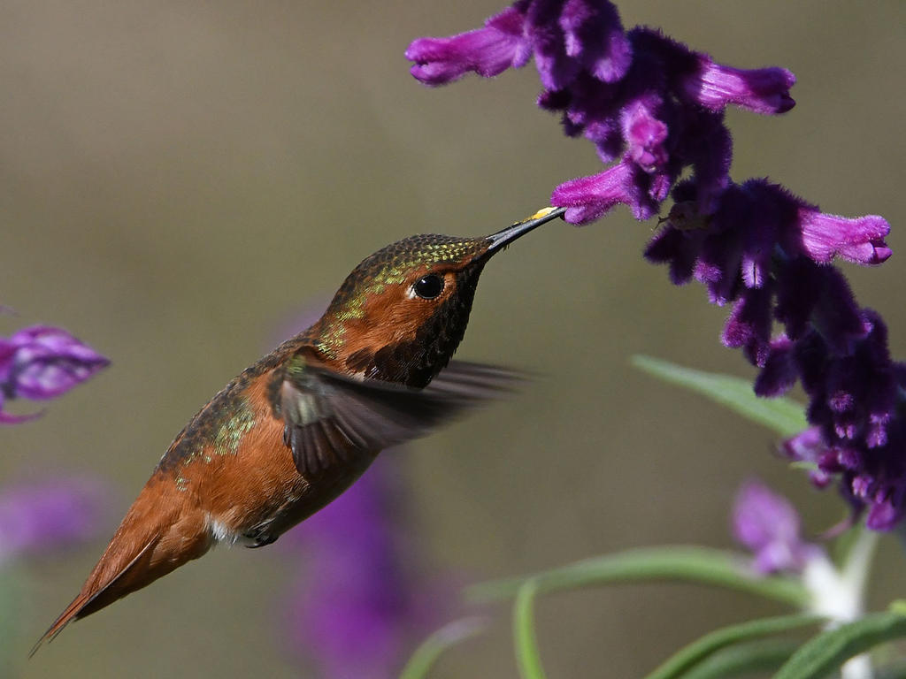 Hummer38.jpg