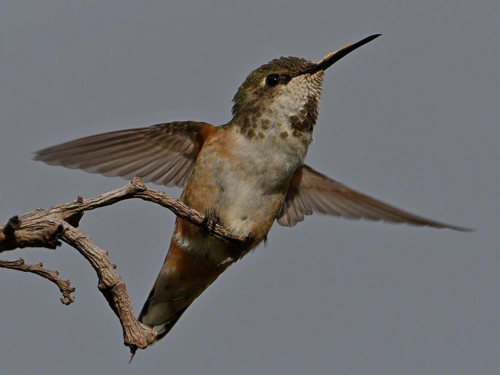 Hummer38.jpg