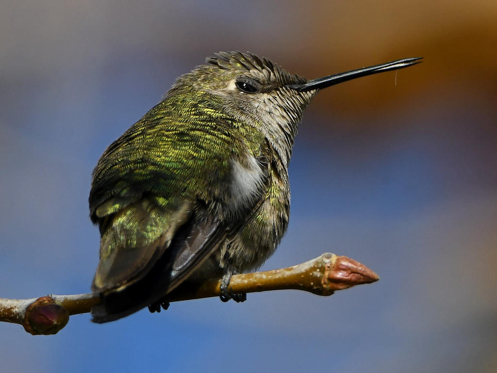 Hummer38.jpg