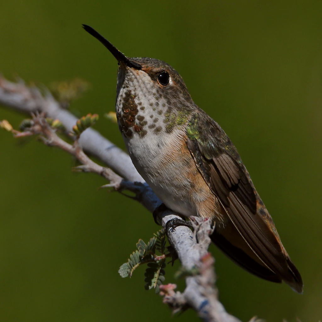 Hummer38.jpg
