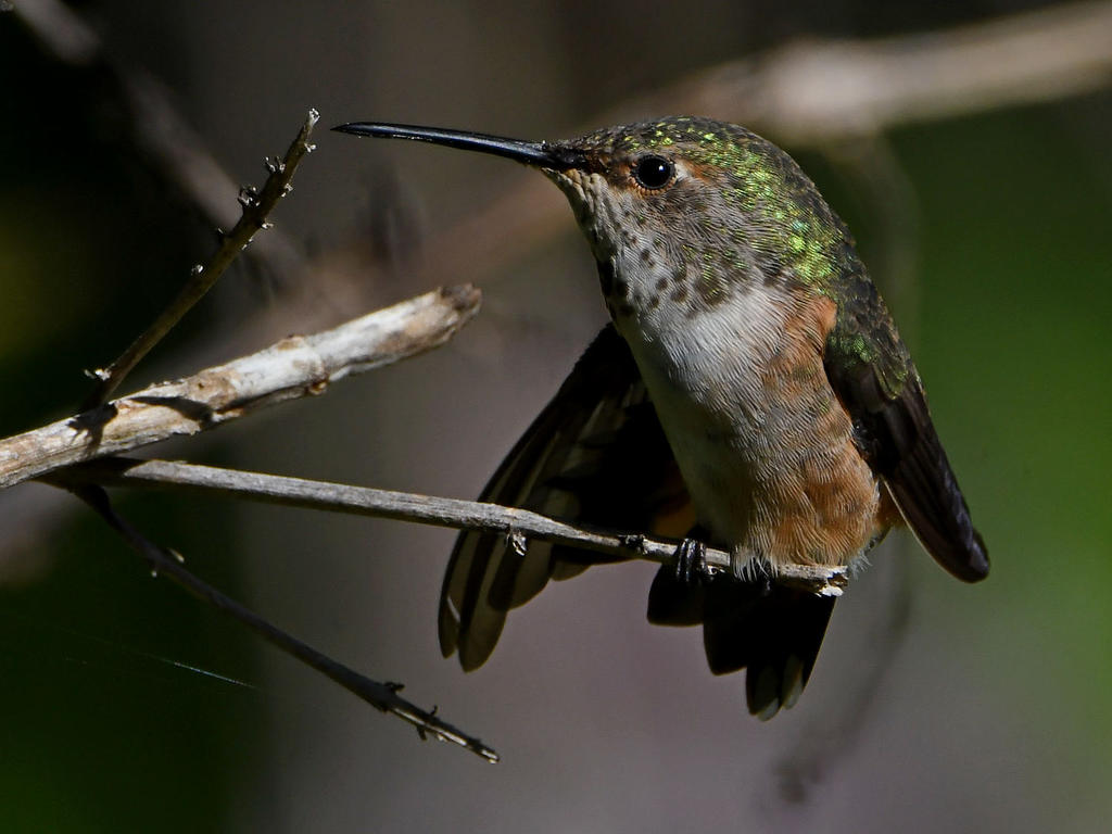 Hummer38.jpg