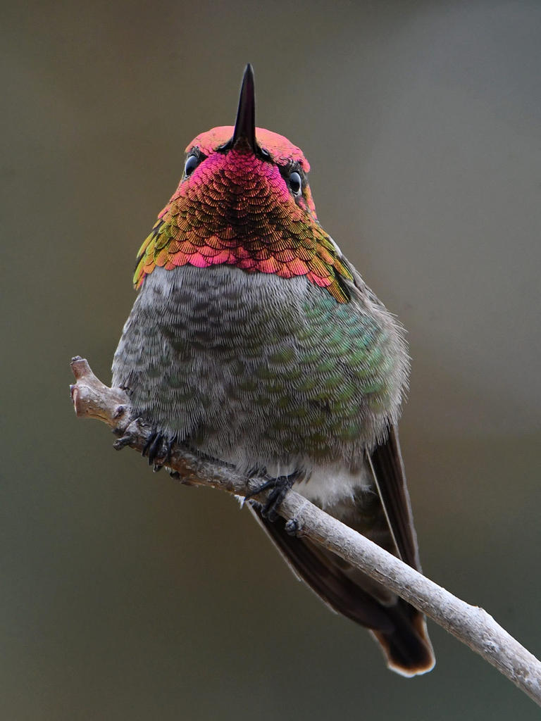 Hummer38.jpg