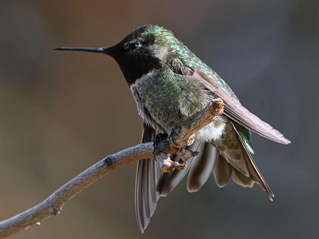 Hummer38.jpg