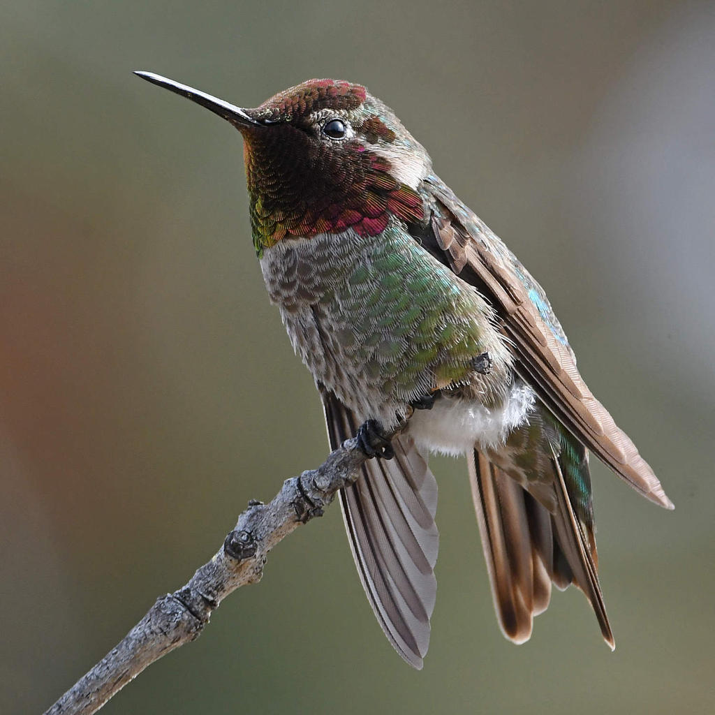 Hummer38.jpg
