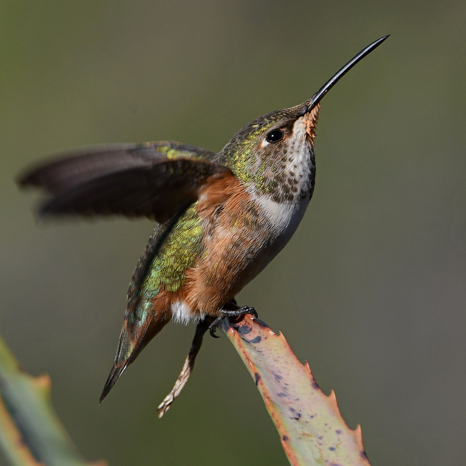 Hummer38.jpg