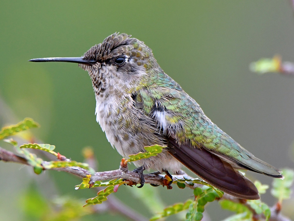 Hummer39.jpg