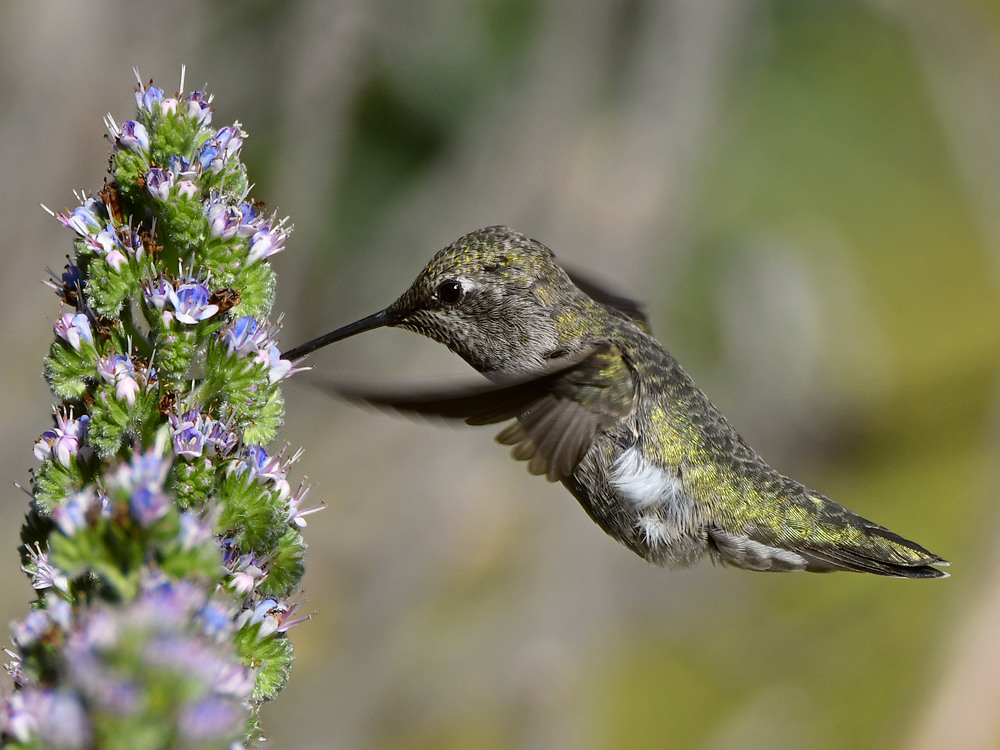 Hummer39.jpg