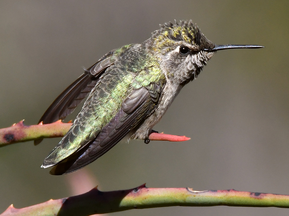 Hummer39.jpg