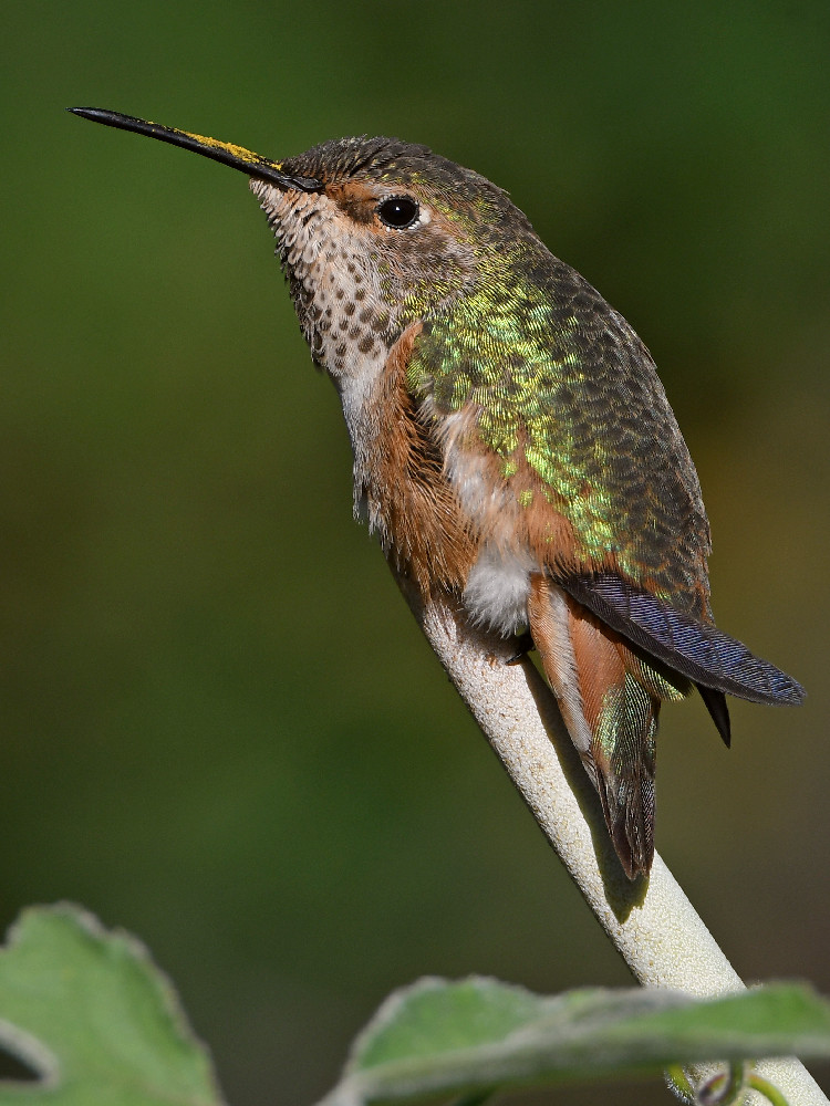 Hummer39.jpg