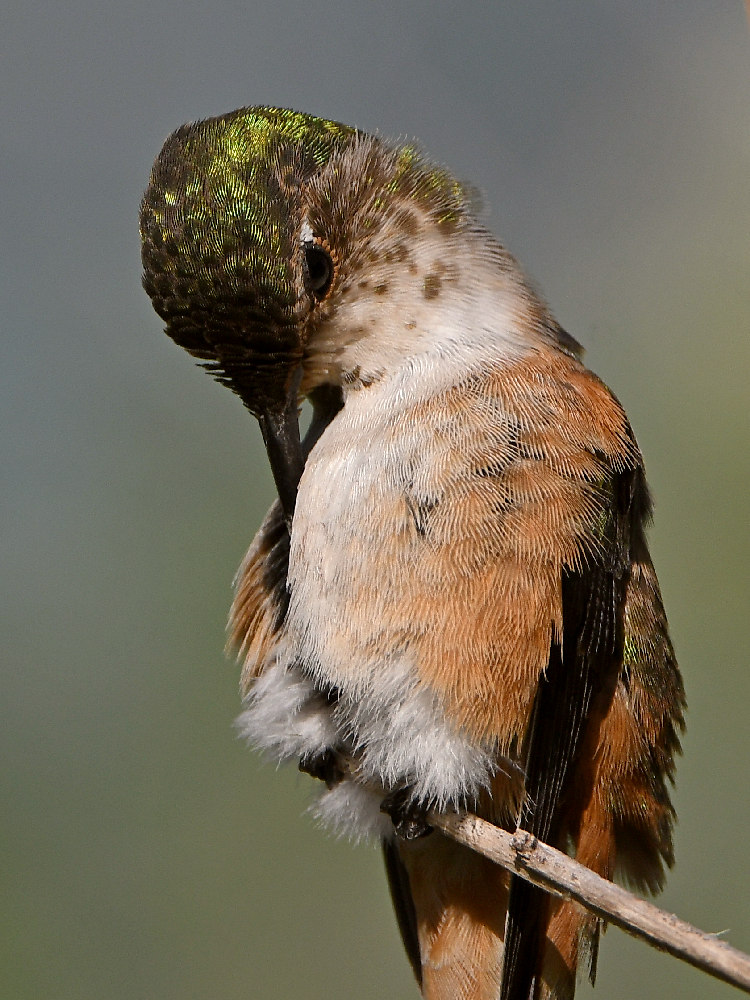 Hummer39.jpg