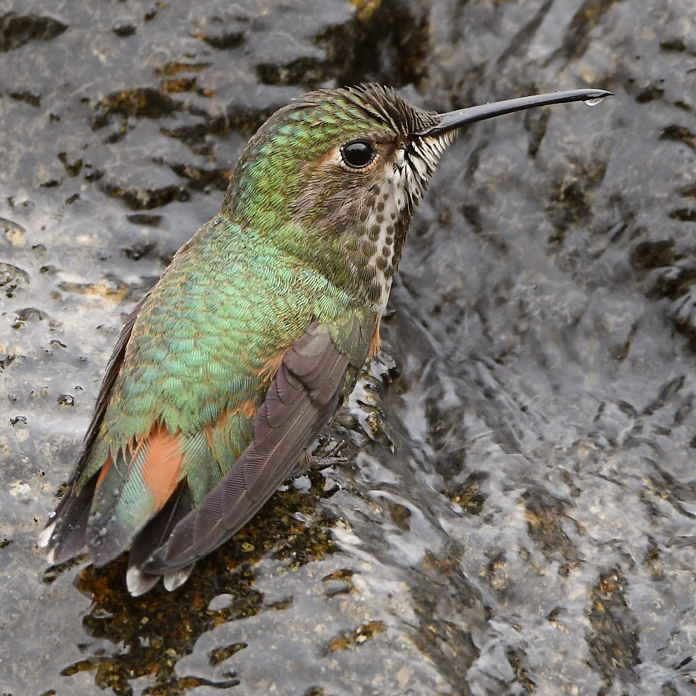 Hummer39.jpg