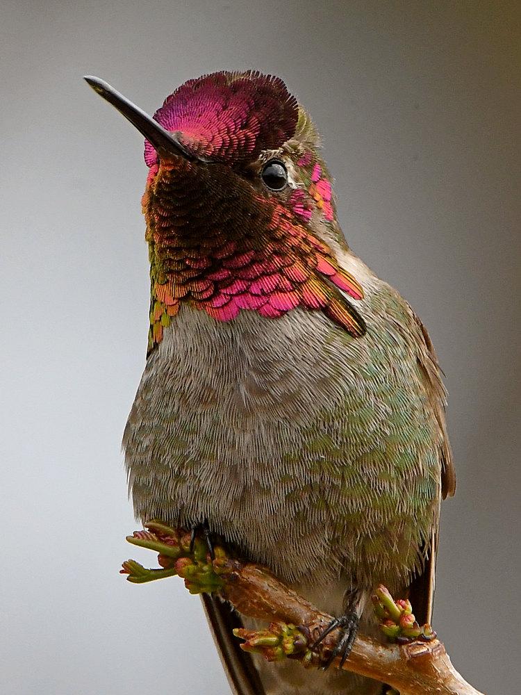 Hummer39.jpg