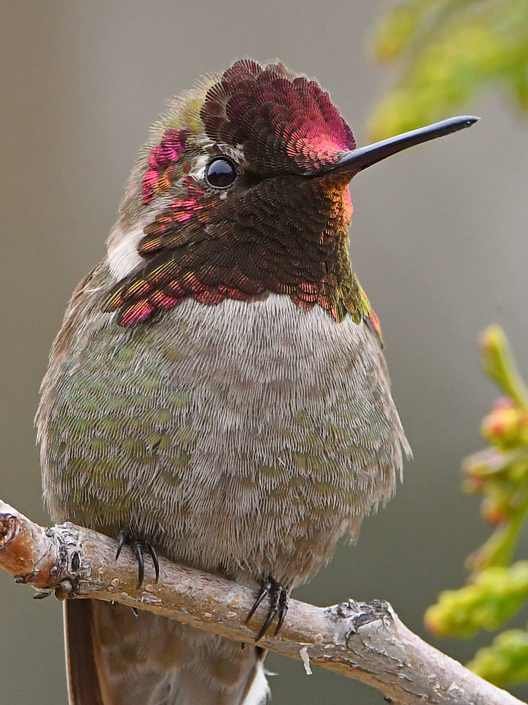 Hummer39.jpg