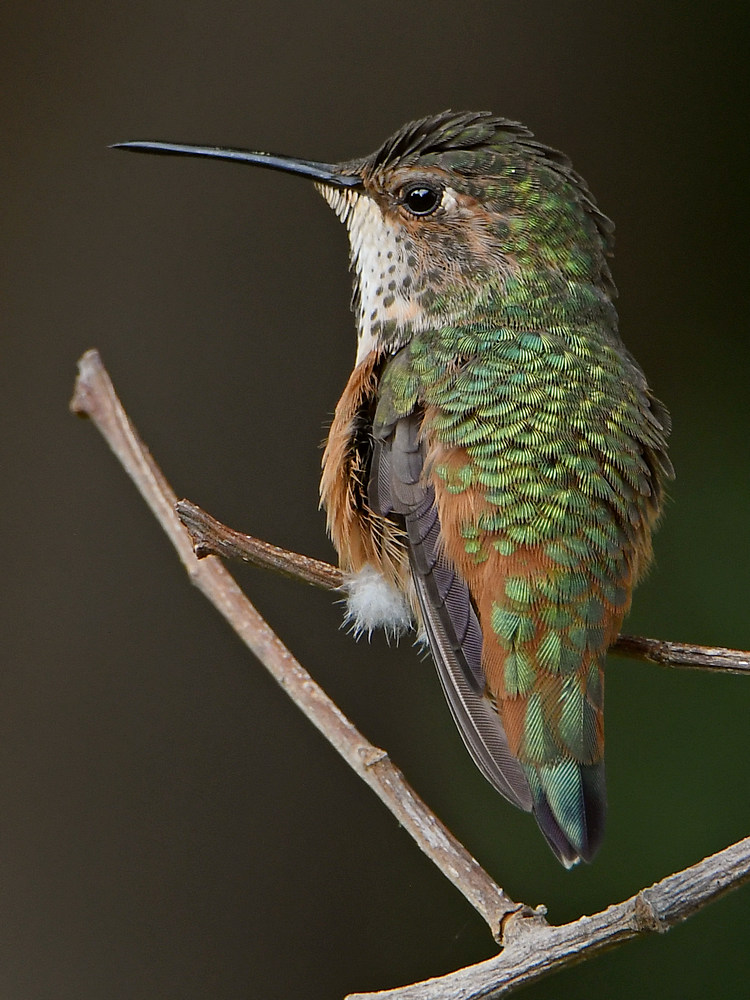 Hummer39.jpg