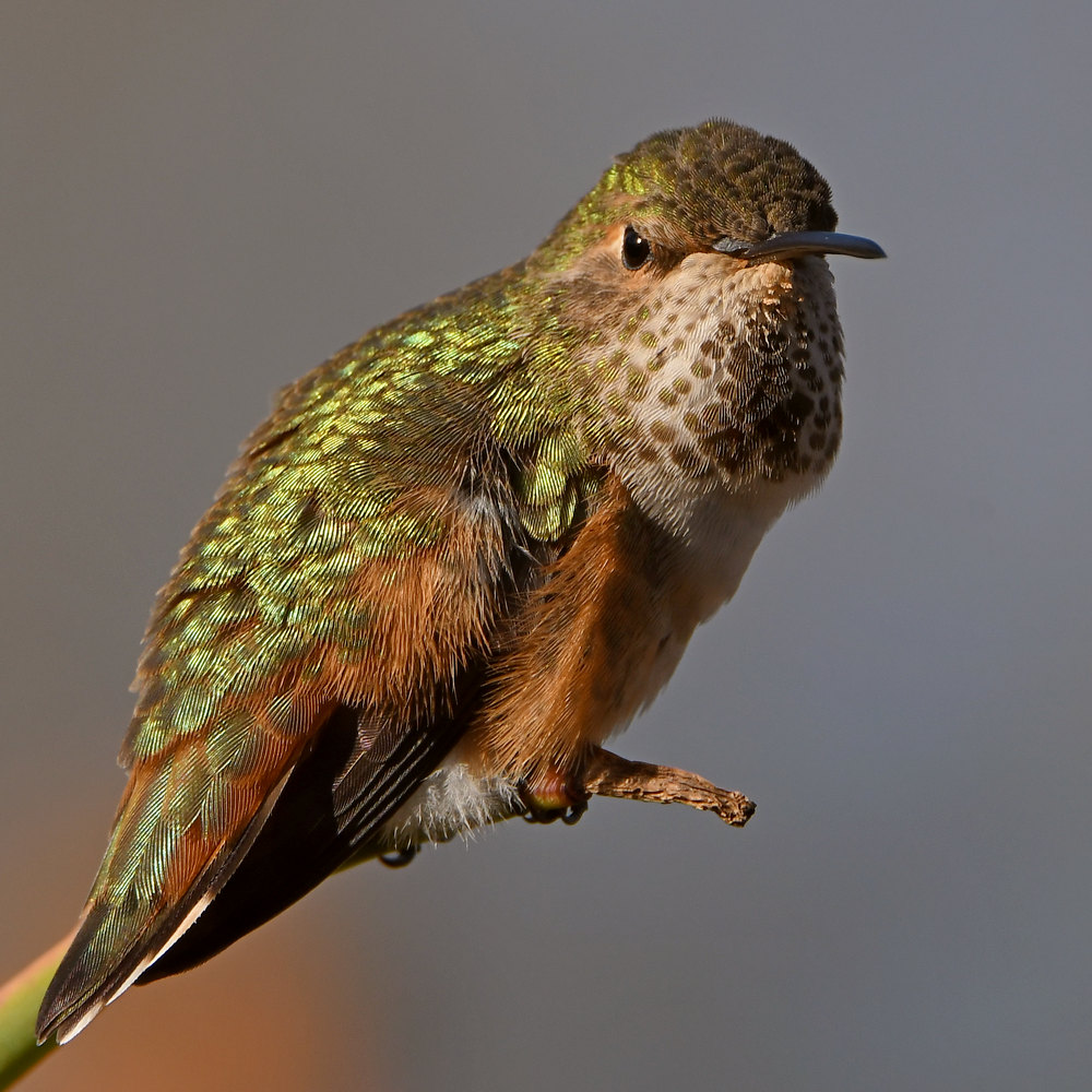 Hummer39.jpg
