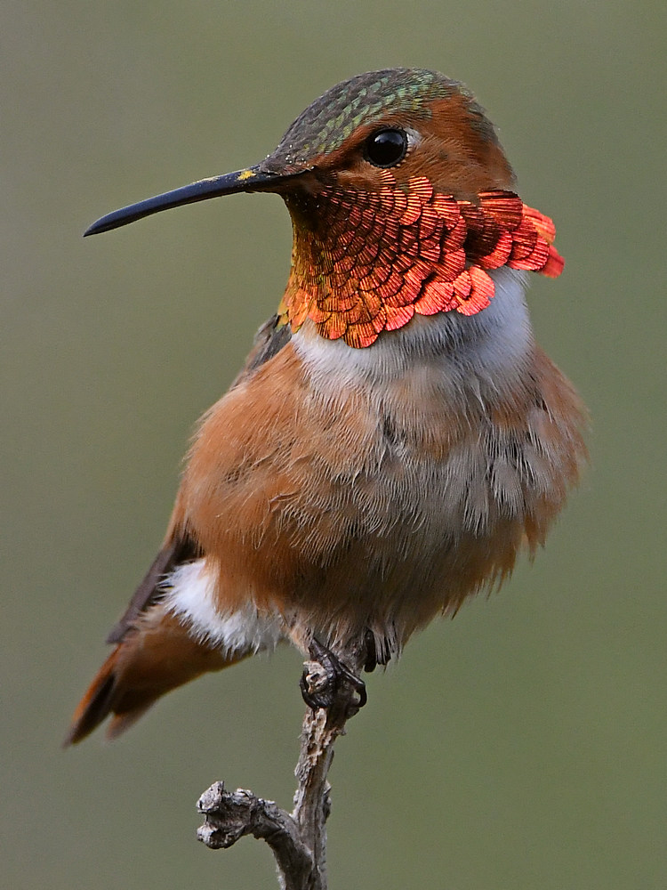 Hummer39.jpg