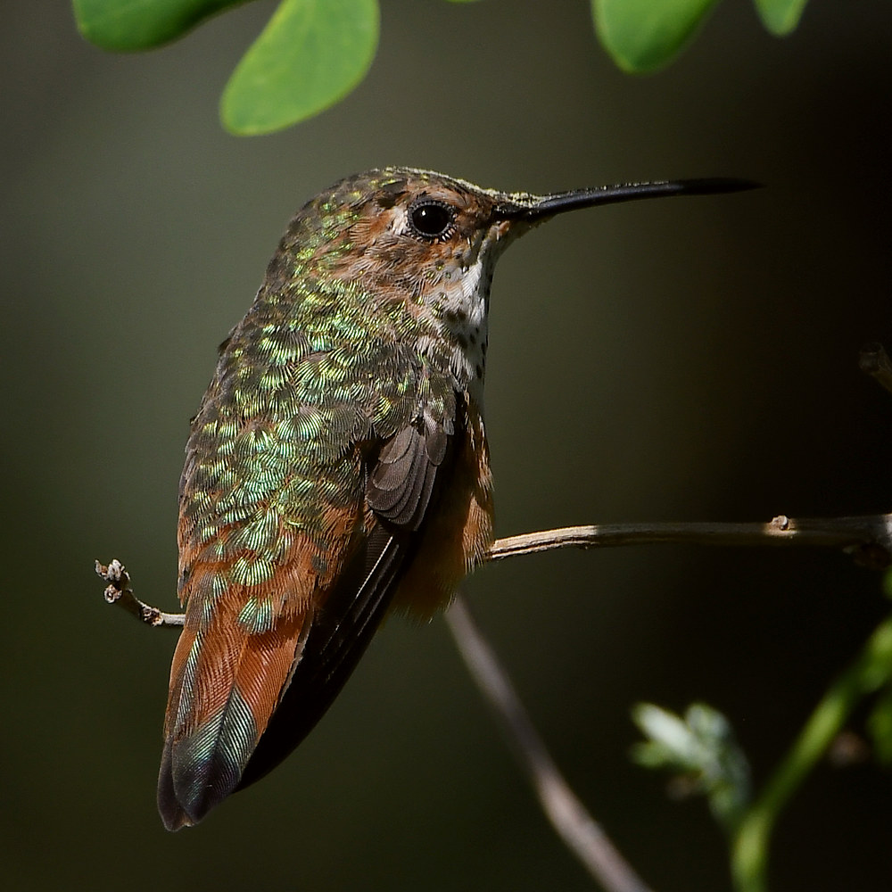 Hummer39.jpg