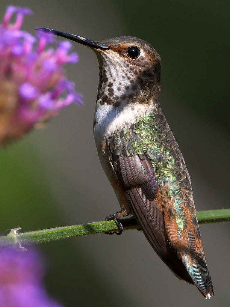 Hummer39.jpg