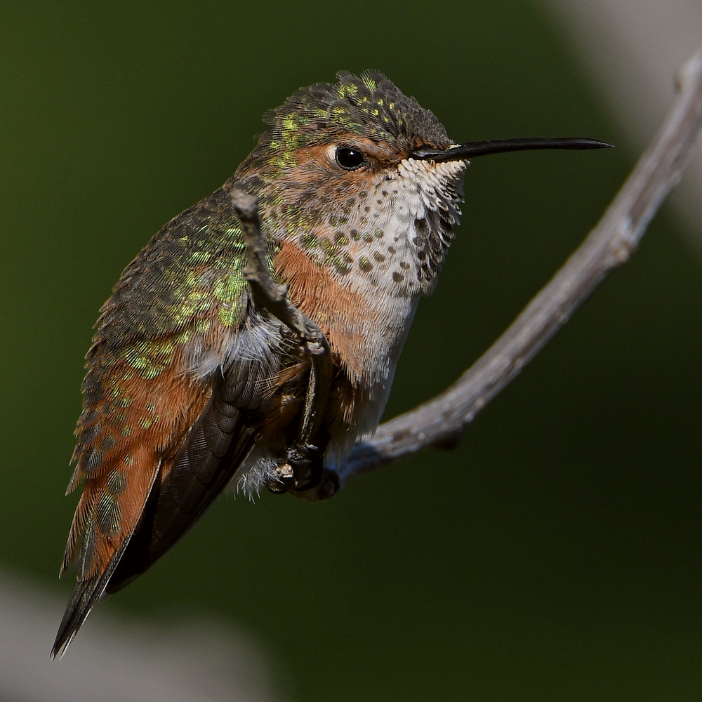 Hummer39.jpg
