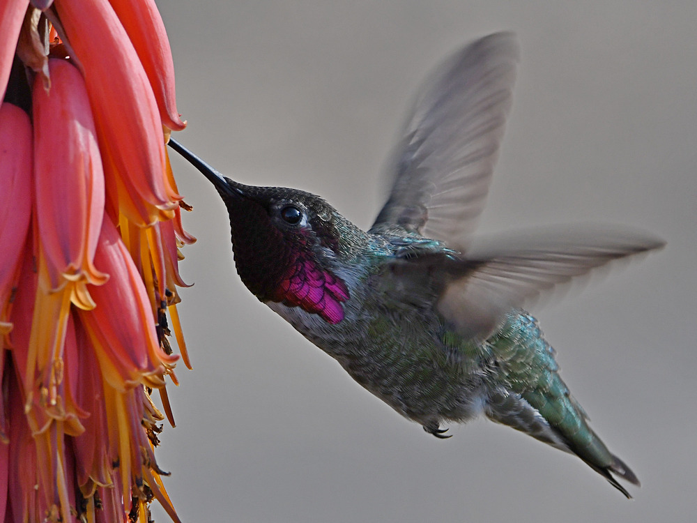 Hummer39.jpg
