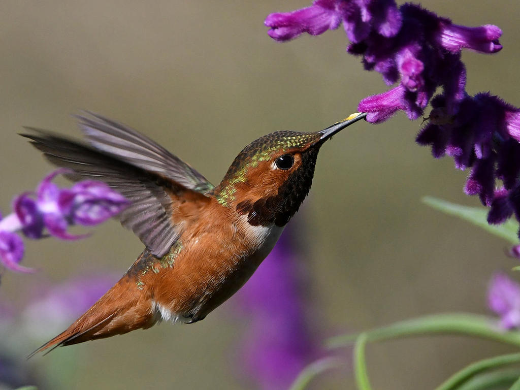 Hummer39.jpg