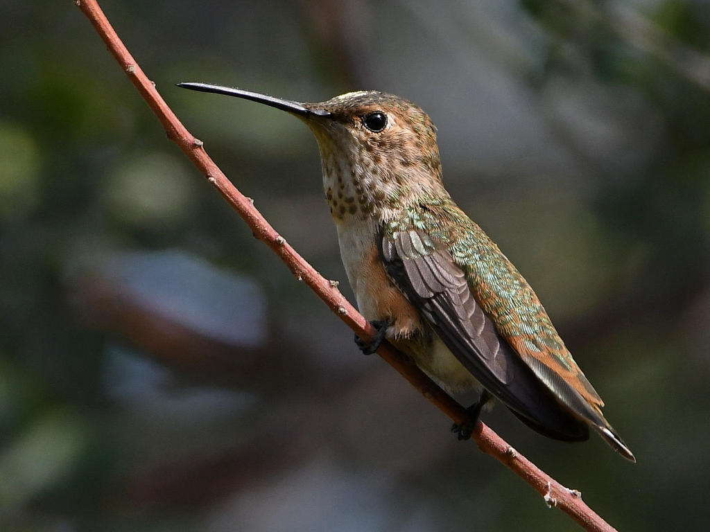 Hummer39.jpg