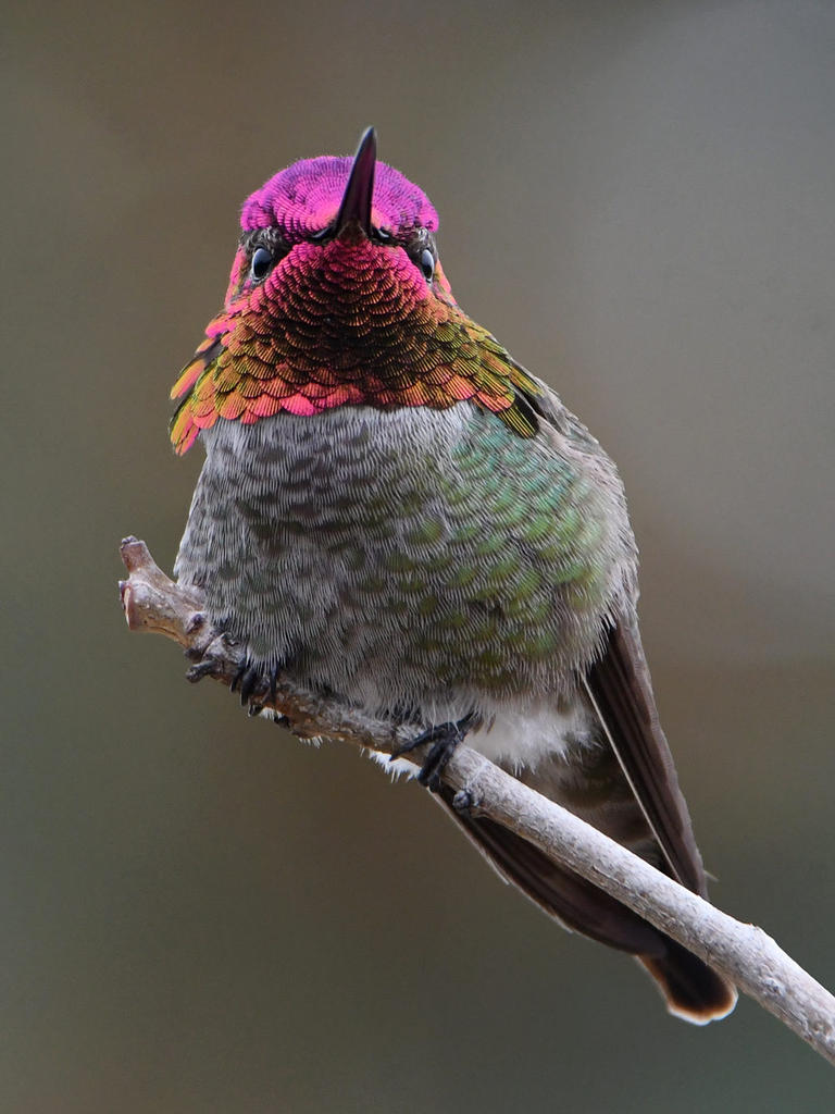 Hummer39.jpg