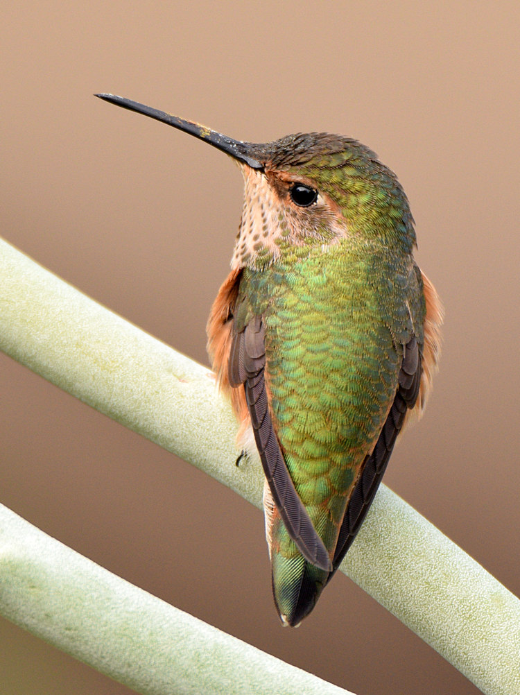 Hummer3_2015_12_04.jpg