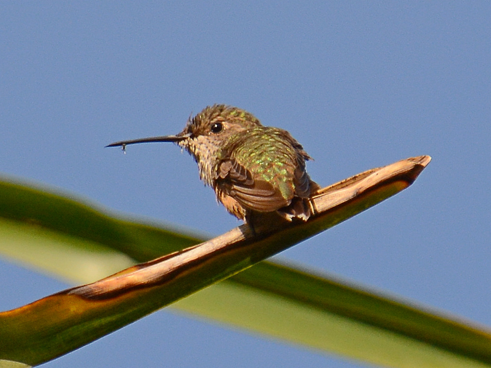 Hummer4.jpg