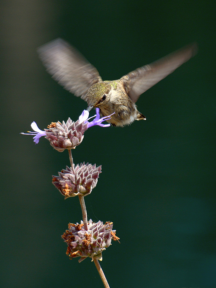 Hummer4.jpg