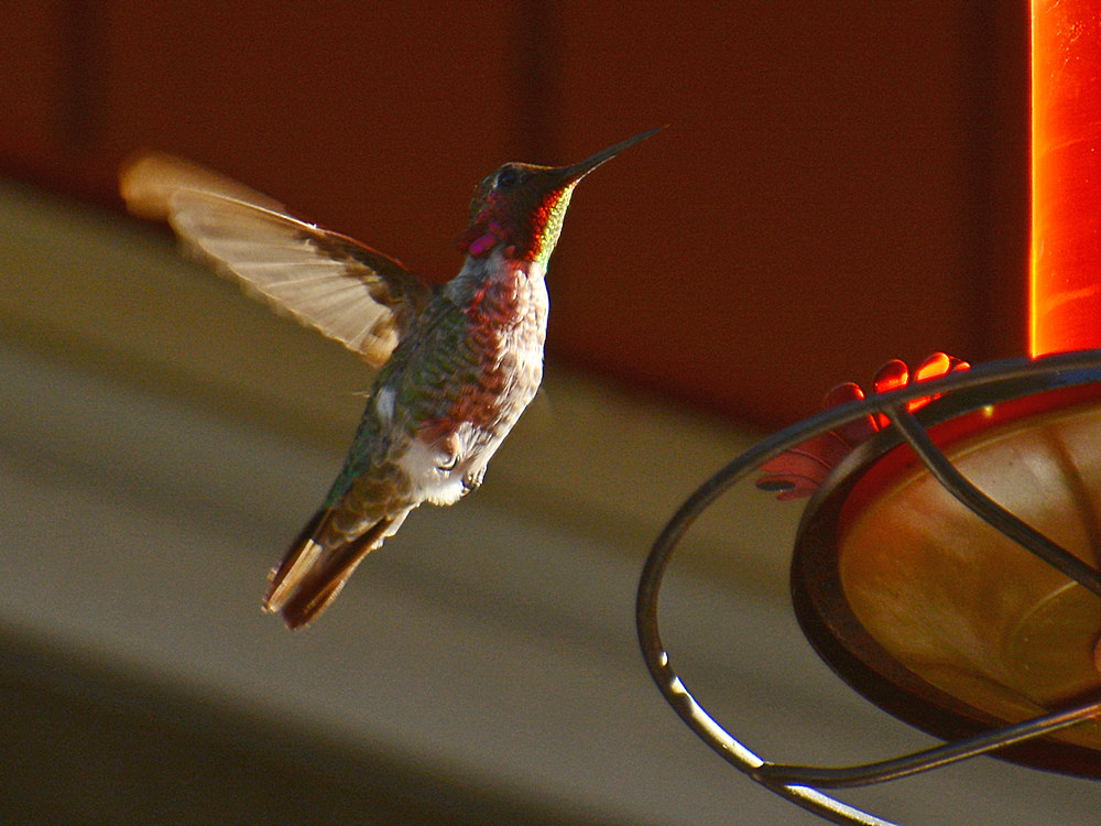 Hummer4.jpg