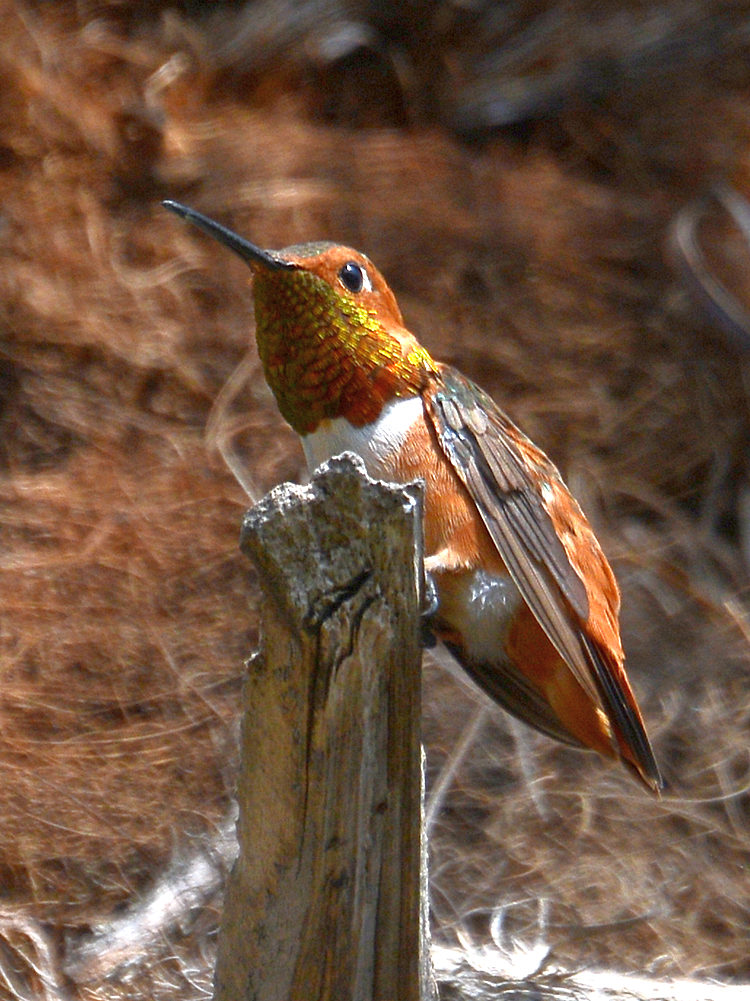 Hummer4.jpg